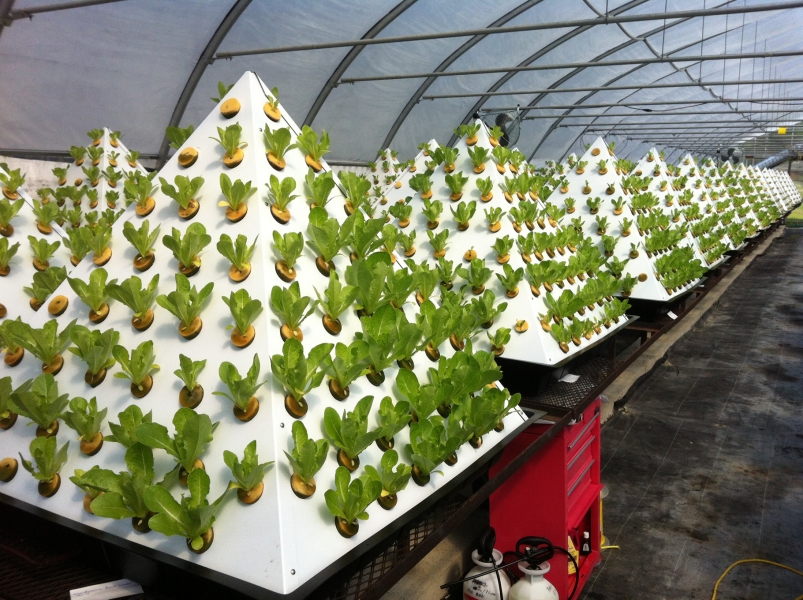 Pyramid Garden Dikey Tarım Sistemleri