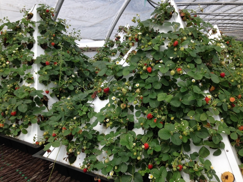 Pyramid Garden Dikey Tarım Sistemleri