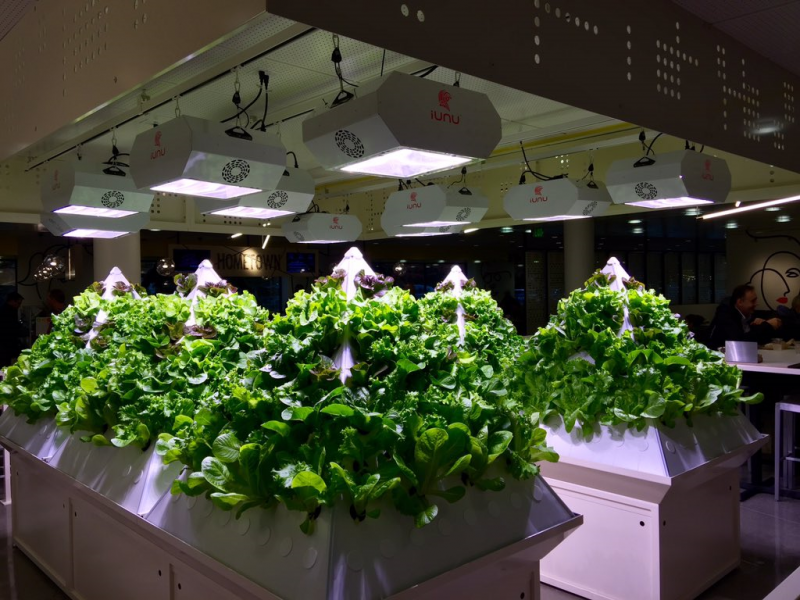 Pyramid Garden Dikey Tarım Sistemleri