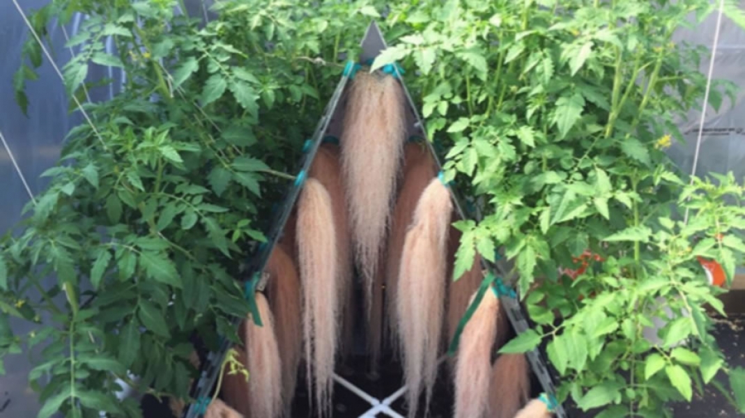 Pyramid Garden Dikey Tarım Sistemleri